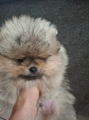 Pomeraniai törpe spitz kan - kép 4