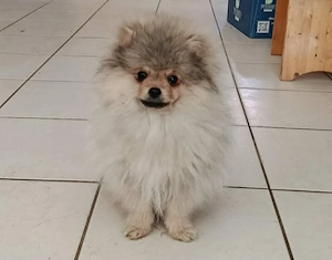 Pomeraniai törpe spitz kan - kép 5