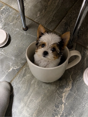 Biewer Yorkshire   yorki  - kép 5