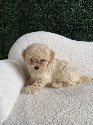 Maltipoo kölykök  - kép 2