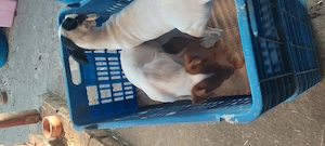 Eladó jack Russell kis kutyák  - kép 3