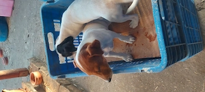 Eladó jack Russell kis kutyák 