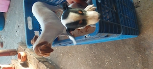 Eladó jack Russell kis kutyák  - kép 4