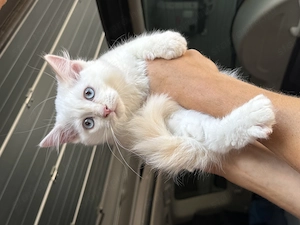 Ragdoll x Brit rövidszőrü.. eladó.. 12 hetesek.. - kép 3