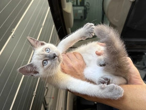 Ragdoll x Brit rövidszőrü.. eladó.. 12 hetesek.. - kép 2
