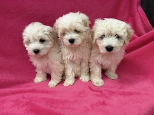 Maltipoo kiskutyák  - kép 3