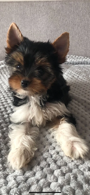 Biewer yorkie kiskutyák  - kép 3