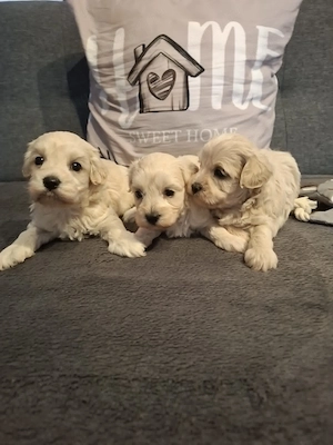 Maltipoo fajtatiszta jellegű kiskutyák foglalhatóak  - kép 2