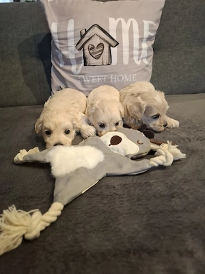 Maltipoo fajtatiszta jellegű kiskutyák foglalhatóak  - kép 5