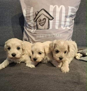 Maltipoo fajtatiszta jellegű kiskutyák foglalhatóak  - kép 4