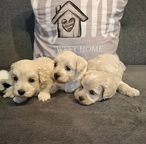 Maltipoo fajtatiszta jellegű kiskutyák foglalhatóak  - kép 9