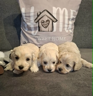Maltipoo fajtatiszta jellegű kiskutyák foglalhatóak  - kép 8