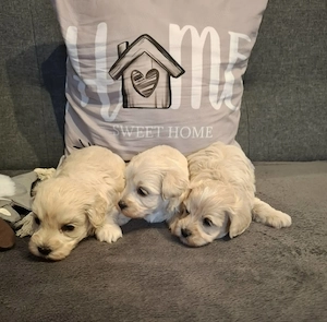 Maltipoo fajtatiszta jellegű kiskutyák foglalhatóak  - kép 6