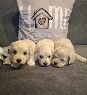 Maltipoo fajtatiszta jellegű kiskutyák foglalhatóak  - kép 10