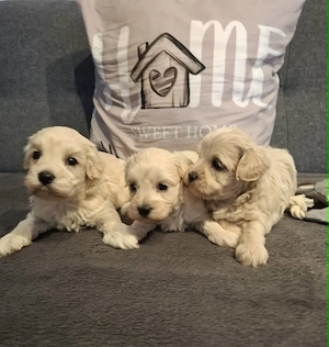 Maltipoo fajtatiszta jellegű kiskutyák foglalhatóak  - kép 3