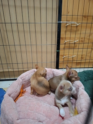 Mini méretű fajtiszta csivava babák. - kép 6