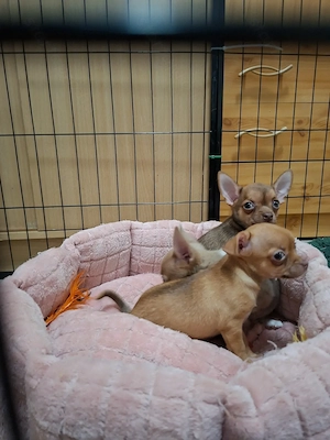 Mini méretű fajtiszta csivava babák. - kép 7