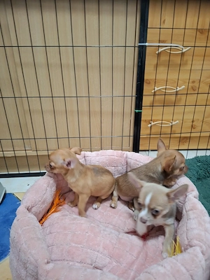 Mini méretű fajtiszta csivava babák. - kép 3