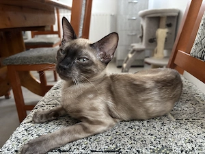 Snow lynx és mink bengáli cicák  - kép 8