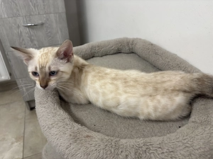 Snow lynx és mink bengáli cicák  - kép 5