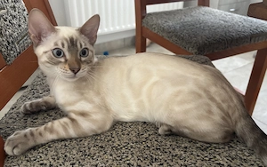 Snow lynx és mink bengáli cicák 
