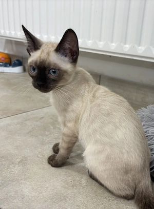 Snow lynx és mink bengáli cicák  - kép 4
