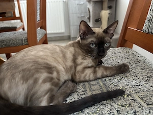 Snow lynx és mink bengáli cicák  - kép 7