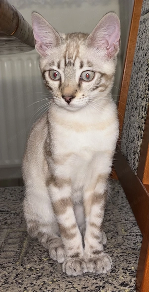 Snow lynx és mink bengáli cicák  - kép 2