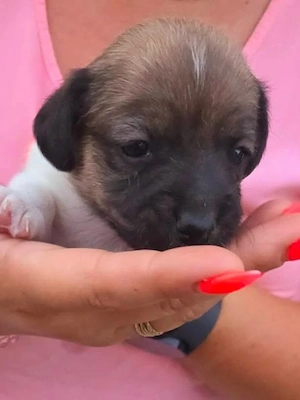 Fajtatiszta Jack Russel Terrier - kép 2