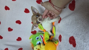Pici méretű foltos csivava chihuahua kisfiú tenyésztötöl  - kép 2