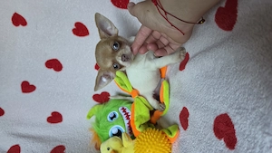 Pici méretű foltos csivava chihuahua kisfiú tenyésztötöl  - kép 3