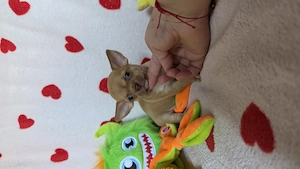 Törzskönyves csivava chihuahua kisfiú - kép 2