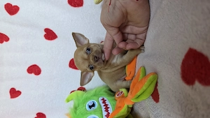 Törzskönyves csivava chihuahua kisfiú - kép 3