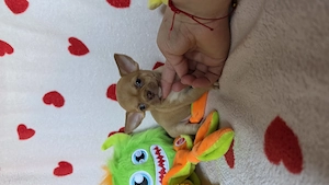 Törzskönyves csivava chihuahua kisfiú - kép 4