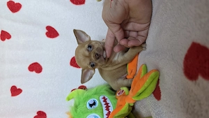 Törzskönyves csivava chihuahua kisfiú - kép 5