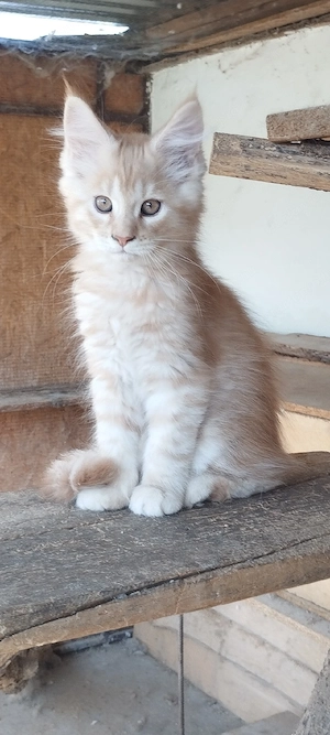 Maine coon kiscicák! - kép 2