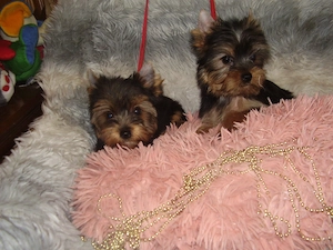 Yorki-Yorkshire terrier mini kislányok! - kép 2