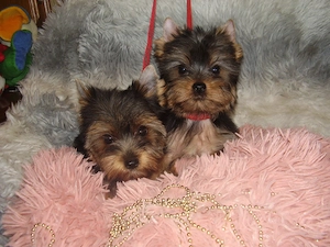 Yorki-Yorkshire terrier mini kislányok! - kép 3