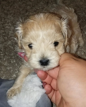 Maltipoo kisfiú kutyus szerető gazdit keres - kép 6