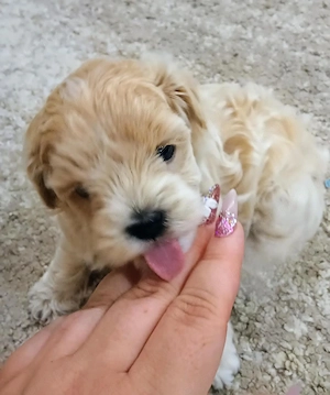 Maltipoo picike kisfiú - kép 2