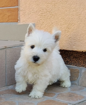 Westie 9 hetes szuka kiskutya gazdit keres  - kép 2