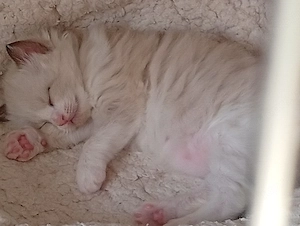 Cherubim Ragdoll (színes Ragdoll)