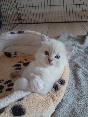 Ragdoll cicák, minősített párositásokból