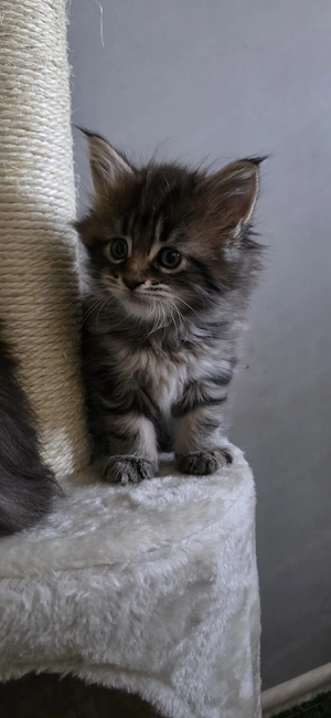 Maine coon kiscica