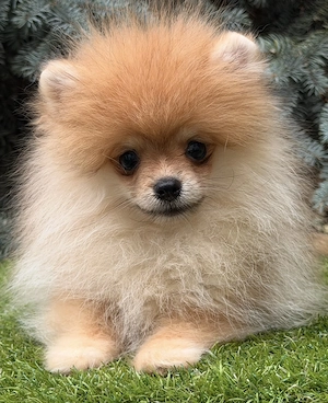 Pomerániai törpe spitz szuka - kép 3