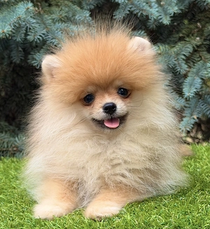 Pomerániai törpe spitz szuka - kép 4