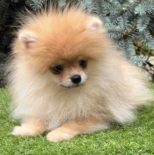 Pomerániai törpe spitz szuka - kép 2