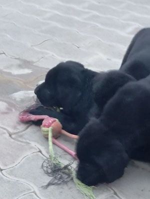 Labrador retriever. - kép 2