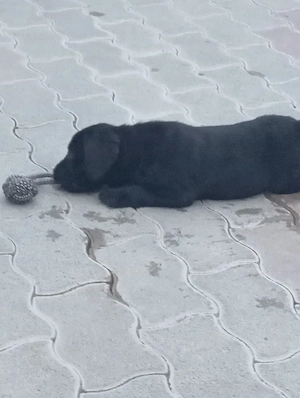 Labrador retriever. - kép 3