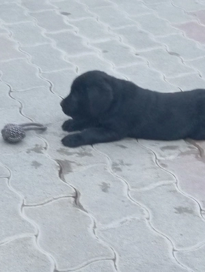 Labrador retriever. - kép 4